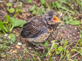 A fieldfare chick, Turdus pilaris, has left the nest and sitting on the spring lawn. A fieldfare chick sits on the ground and waits for food from its parents.