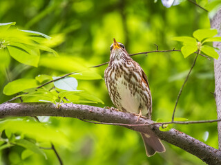 Wood bird Redwing, Turdus iliacus, sits on tree branch
