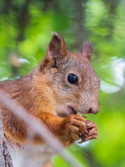 The squirrel with nut sits on a branches in the spring or summer.