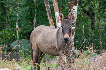 Naklejka na ściany i meble Caballos en montaña