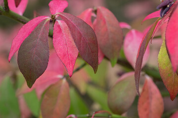 Closeup of burning bush bud and leaves starting to turn red