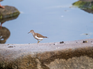 Common sandpiper, Actitis hypoleucos, resting lake shore under raindrops.