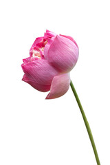 Beautiful pink lotus flower bouquet isolated on white background with copy space and clipping path