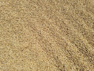 bed of grain in the drying area.  Rice is a grain that is the staple food of Asians