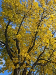 Yellow leaves on tree during autumn