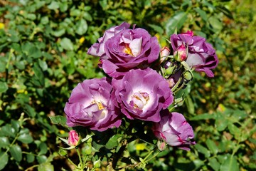 Purple roses in the garden 