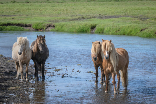 Herd of Icelandic horses standing in a stream