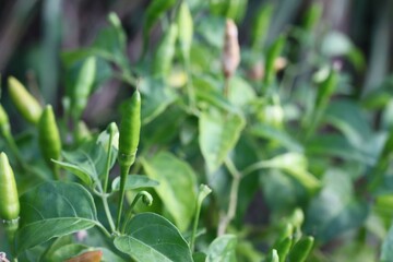 Capsicum annuum The ingredients used in various types of Thai food. Have a spicy taste. The result is green. Ripe fruits are red. Chili Garden in Thailand with Afternoon Light (Thai pepper)