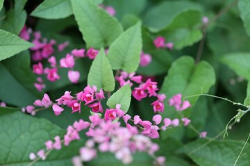 Pink Bush is a flowering plant of the family Polygonaceae, a pink clematis plant native to Mexico. Classified as a fast growing ivy plant The leaves are heart-shaped or triangular. Flower bouquet