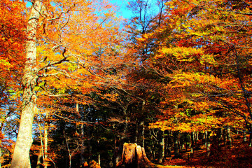 Fototapeta na wymiar Partly sunlit thicket of amazing beech trees covered with colorful autumn leaves on a hillside of Monte San Vicino e Monte Canfaito natural reserve
