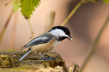 Chickadee