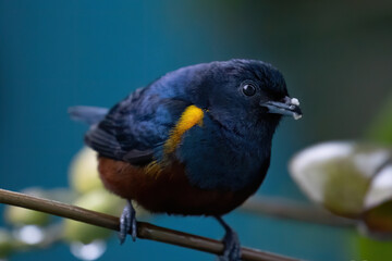 birds from brazil