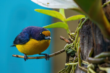birds from brazil