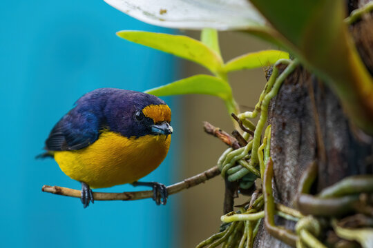 birds from brazil