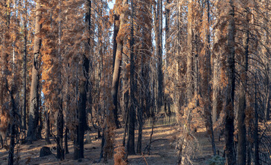 Fototapeta na wymiar Scorched Aftermath of the Caldor Wildfire in the Sierra Nevada Mountains in 2022
