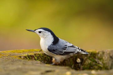 Nuthatch