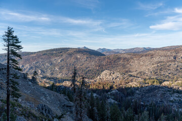 Fototapeta premium Scorched Aftermath of the Caldor Wildfire in the Sierra Nevada Mountains in 2022