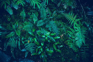 Creative nature background, Dark and green tropical Fern and palm leaves,  Flat lay, dark nature concept, tropical leaf.
