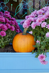 Colorful autumn pumpkin with purple flowers. Harvest season flower box.