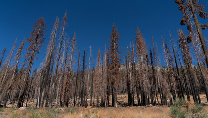 Scorched Aftermath of the Caldor Wildfire in the Sierra Nevada Mountains in 2022