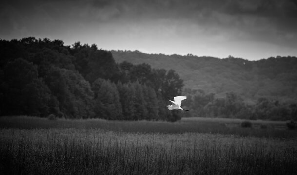 Grayscale shot of a great erget bird flying over a beautiful field