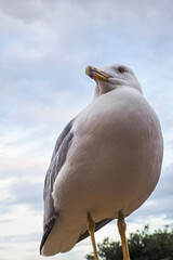 seagull on the beach