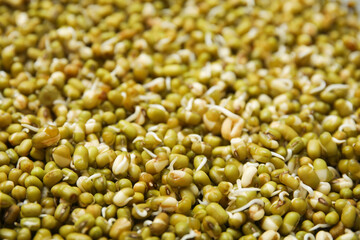 Fresh sprouted mung beans as background, closeup
