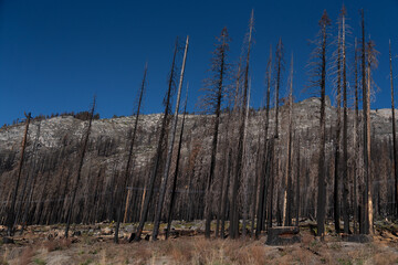 Scorched Aftermath of the Caldor Wildfire in the Sierra Nevada Mountains in 2022