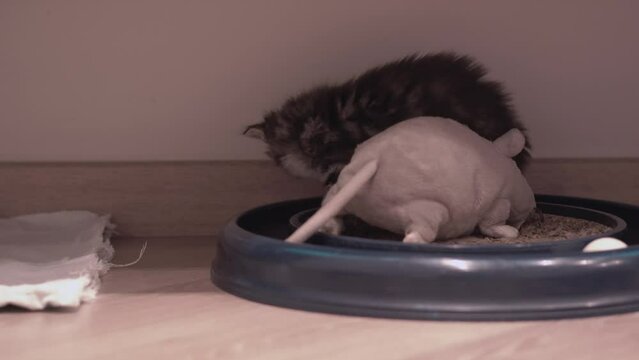 Small Kitten