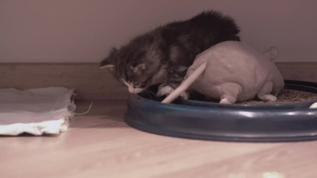 Small Kitten