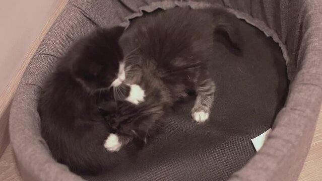 Small Kitten