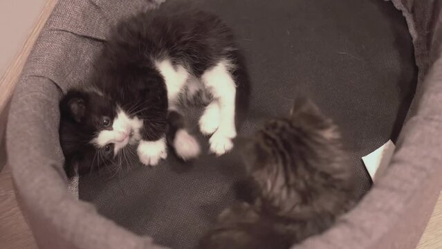 Small Kitten