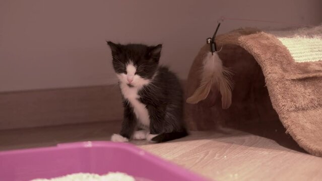 Small Kitten
