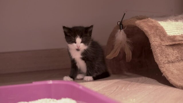 Small Kitten