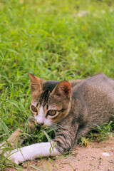 cat playing in the front yard happily