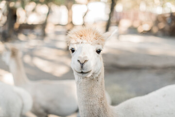 Obraz premium close up of a alpaca