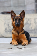 Puppy German Shepherd