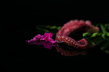 Sashimi, Slices of octopus Japanese food, Boiled octopus sashimi ,black background
