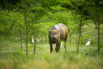 An adult hidden ox between the bushes and trees roaming around freely in the forest around greenery
