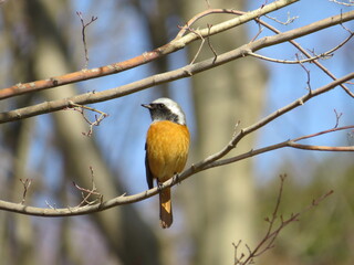 ジョウビタキ　オス