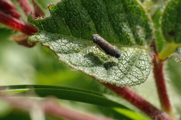 Brown leafhopper on a leaf in a field in Cotacachi, Ecuador