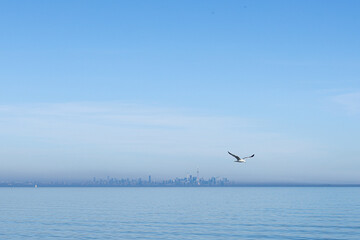 seagulls near toronto skylline