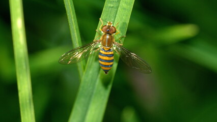 Hover fly on a blade of grass in a field in Cotacachi, Ecuador