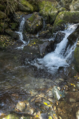 Fototapeta premium 원시의 숲속을 흐르는 계곡물