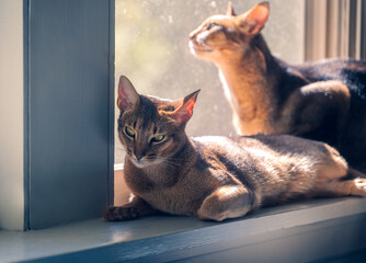 Two cats sitting in the sun in a window