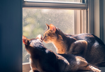Two cats sitting in the sun in a window
