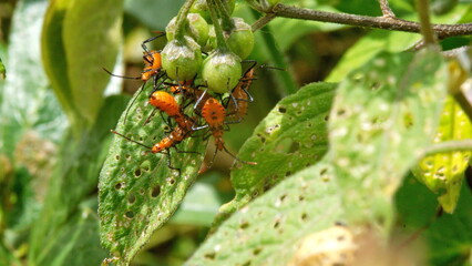 Assassin bug nymphs on a diseased leaf in a field in Cotacachi, Ecuador