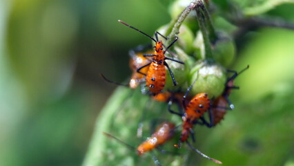 Assassin bug nymphs on a diseased leaf in a field in Cotacachi, Ecuador