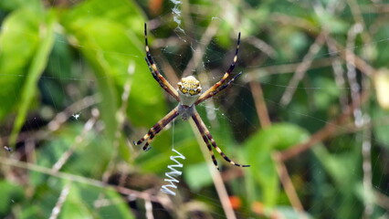 Orb weaver spider in a web, in a field in Cotacachi, Ecuador
