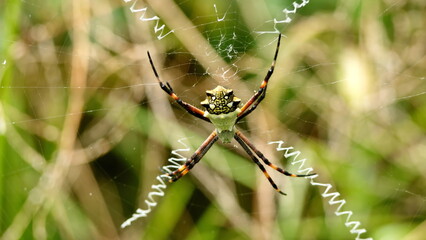 Orb weaver spider in a web, in a field in Cotacachi, Ecuador